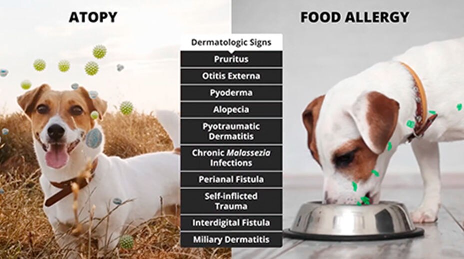Dermatologic signs of allergies infographic.