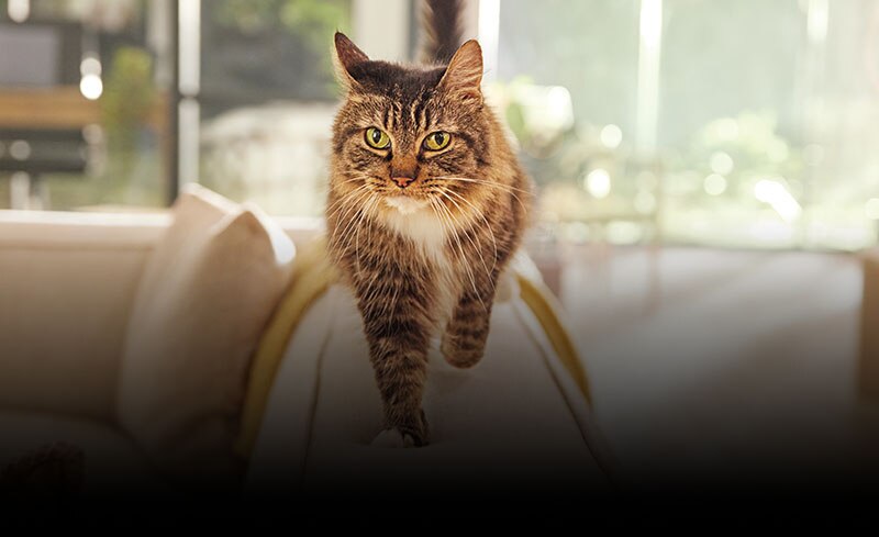  A cat walking on a couch.