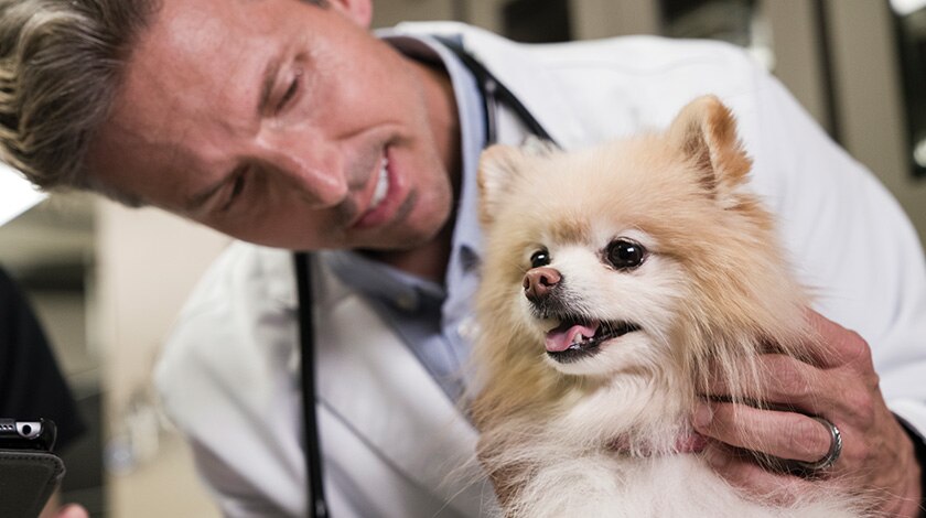Veterinarian examining the neck area of a small dog. 