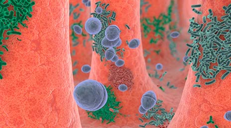 Depiction of bacteria in digestive tract.