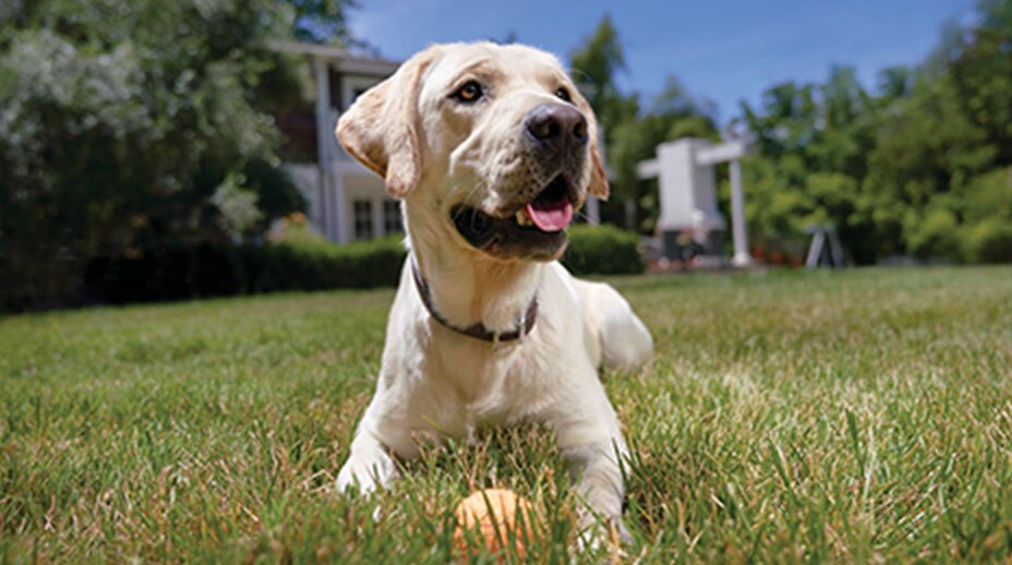 A dog laying in the grass with a ball.