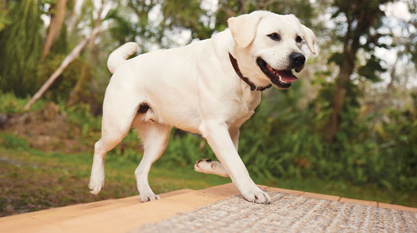 Yellow lab running up steps of patio.