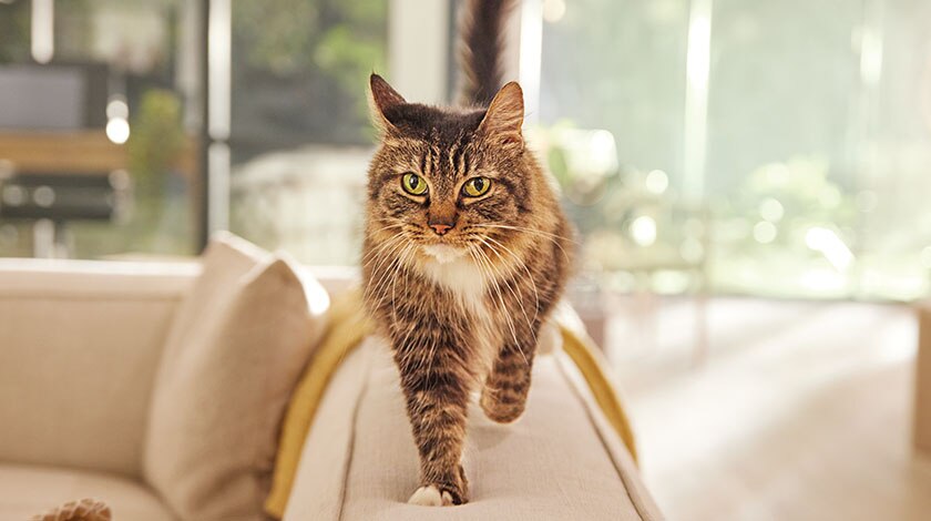 Gingivitis & Periodontitis in Dogs and Cats