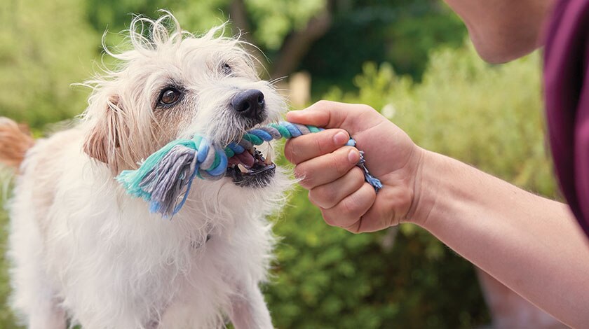 Halitosis in Dogs and Cats