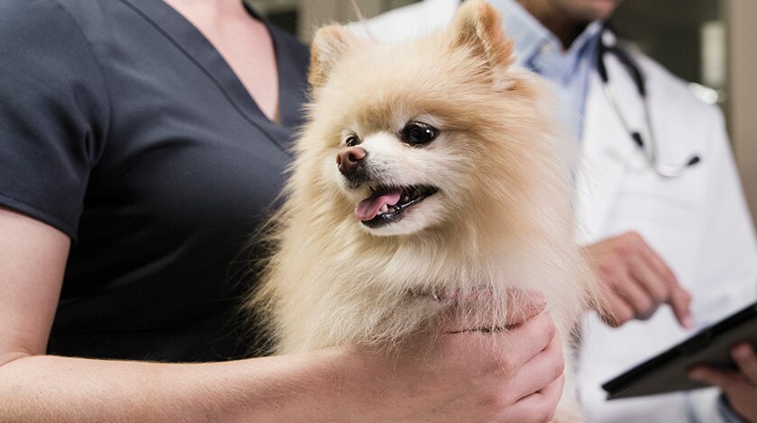 Vet tech holding small dog next to veterinarian pointing to notes on the patient&rsquo;s chart.