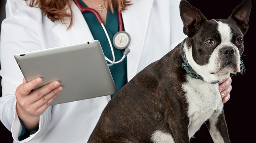 Veterinarian looking at a tablet while feeling a dog&rsquo;s chest.