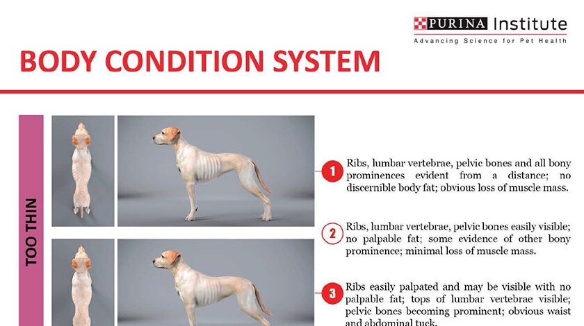 Purina Institute&rsquo;s body condition system