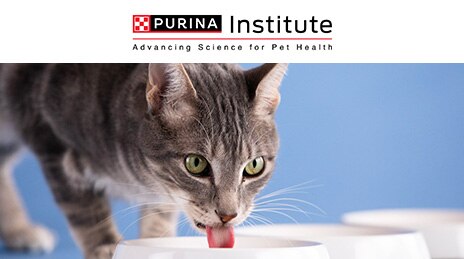 Purina Institute logo above photo of cat drinking water.