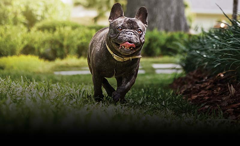 A small dog running outside in a yard.