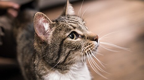 A close up of a striped cat.